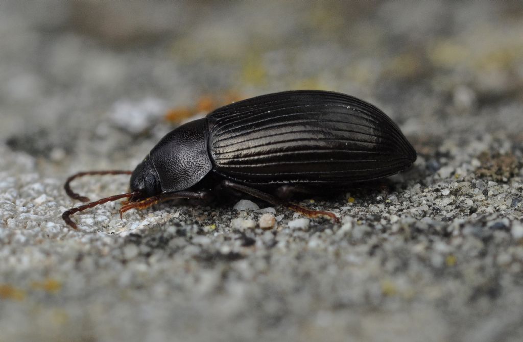 Tenebrionidae: Nalassus dermestoides o N. dryadophilus